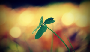 澳大利亚男篮赢得国内职业联赛冠军：荣耀与未来的双重奏